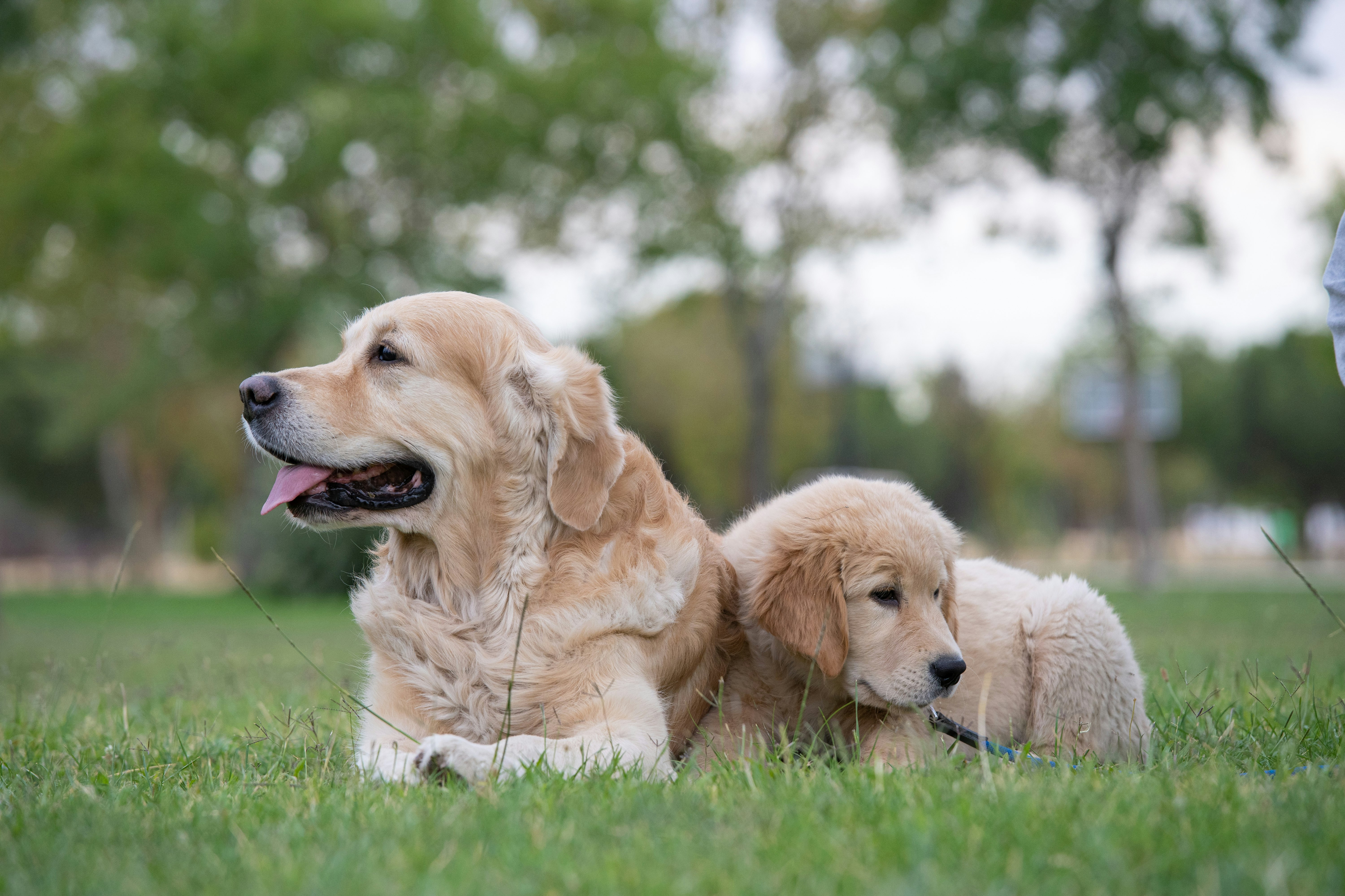 golden retriever puppy lying on green grass during daytime